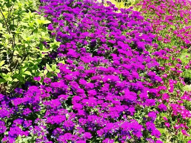 1749430136640803.jpg 7.jpg